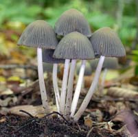 The Woodland Ink Cap is a dainty mushroom with a grooved cap where the gills are attached. 
